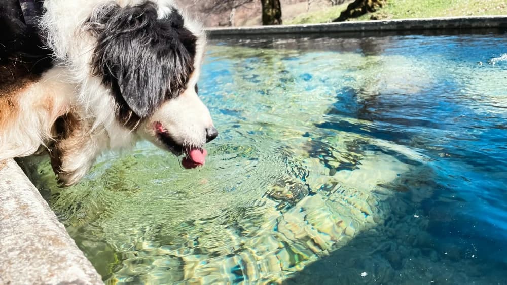 Ton chien boit trop d'eau