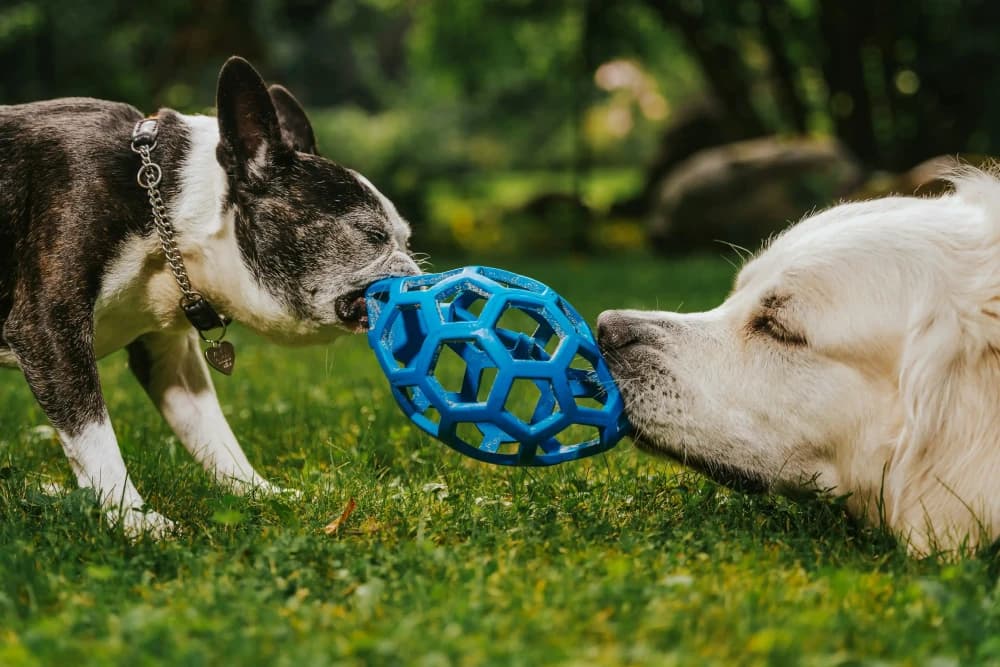 Jeu entre chiens, ou conflit?