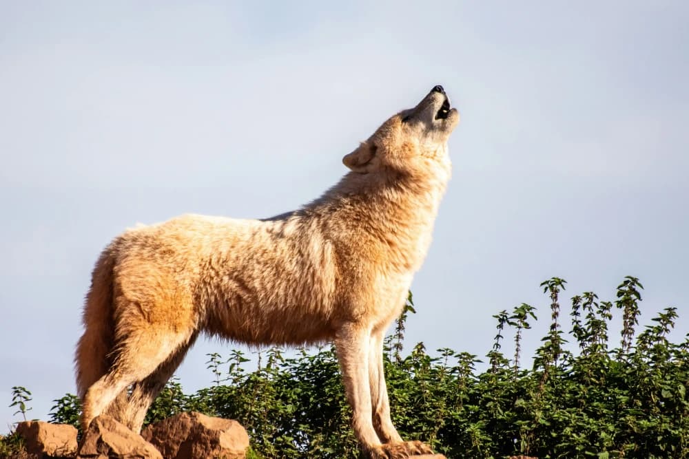 On décrypte les mythes sur les chiens