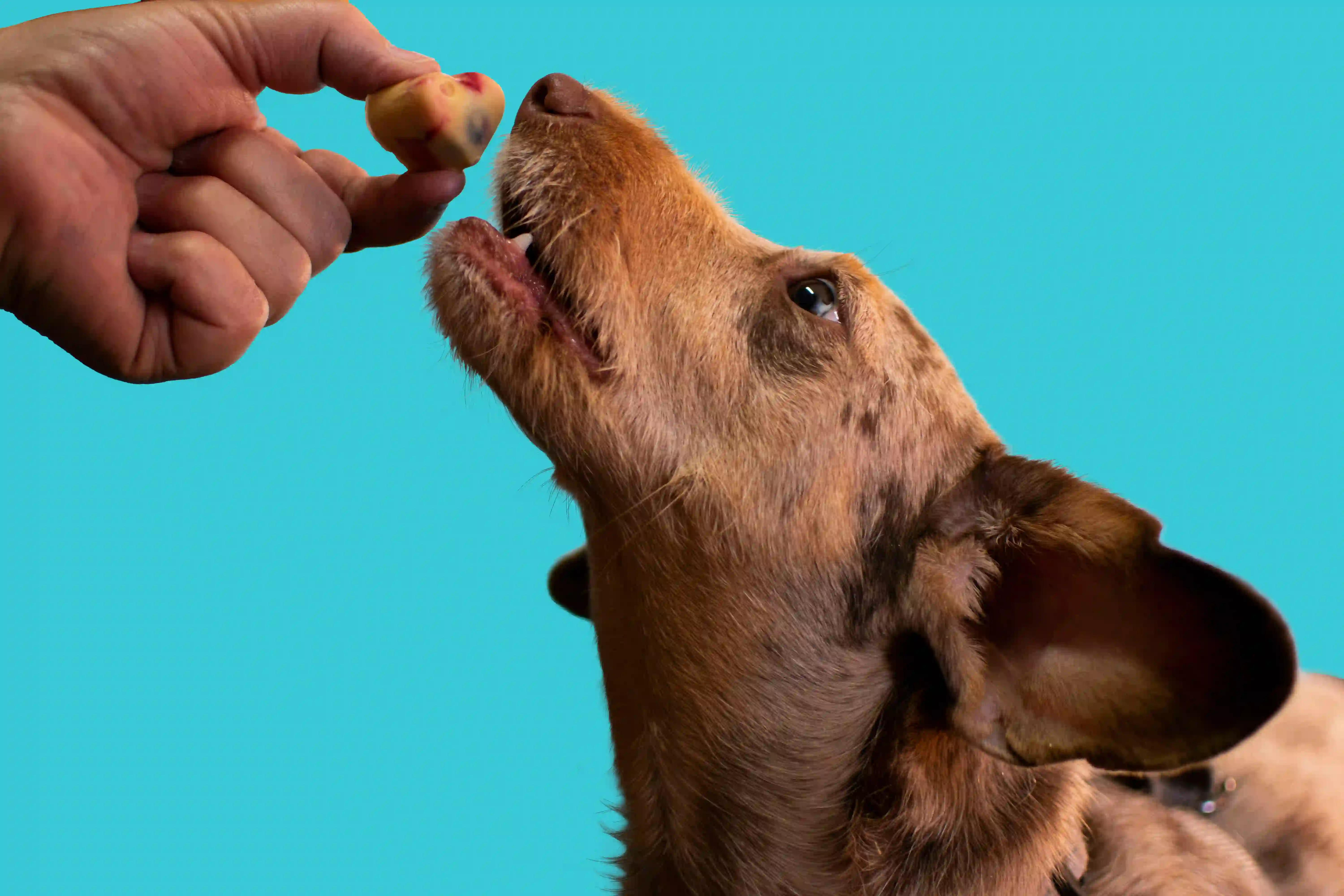 Introduire un nouvel aliment...