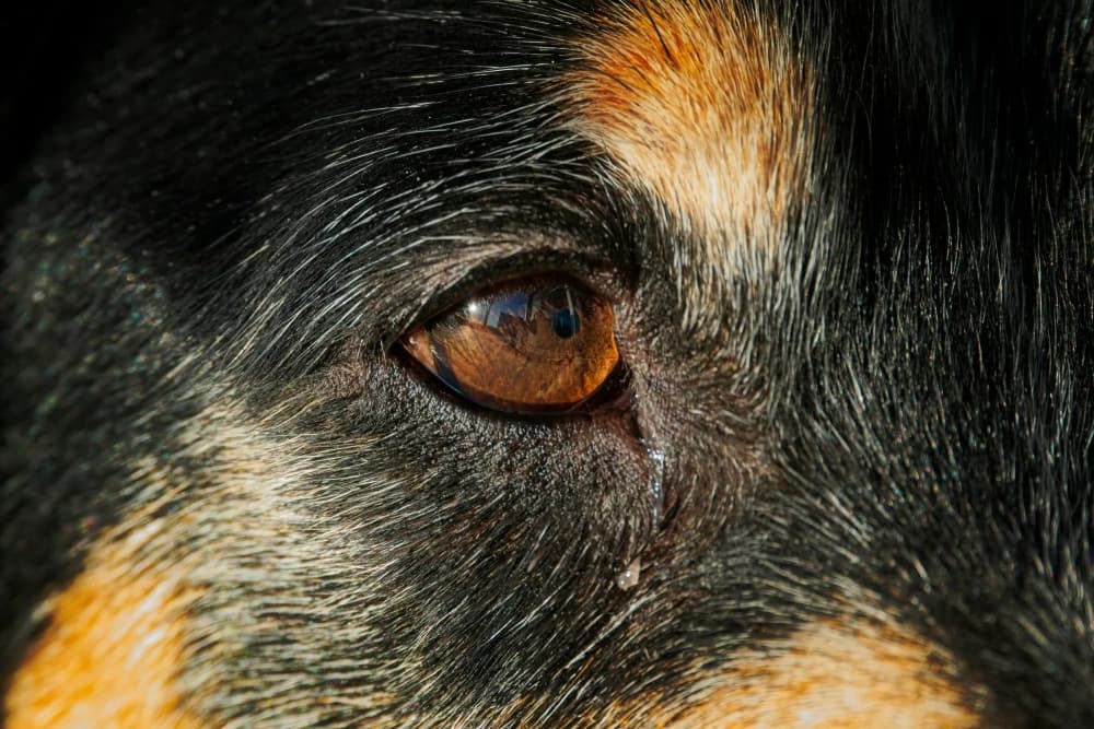 Comment ton chien voit-il le monde?