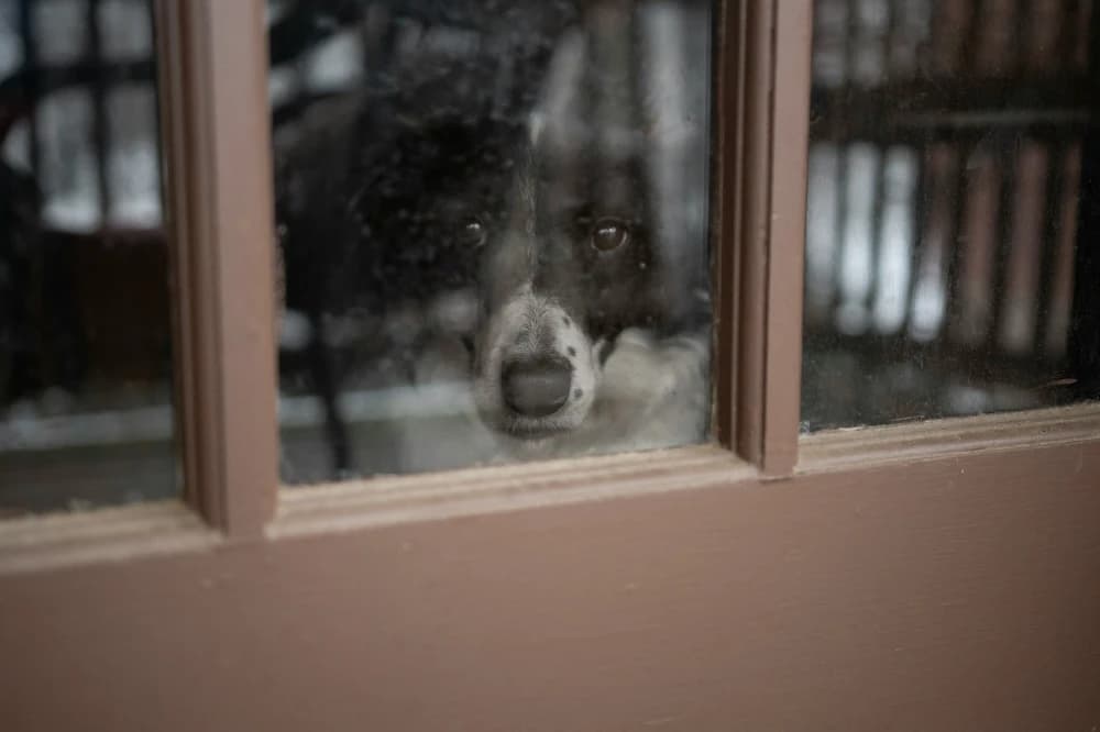 Le 6e sens des chiens!