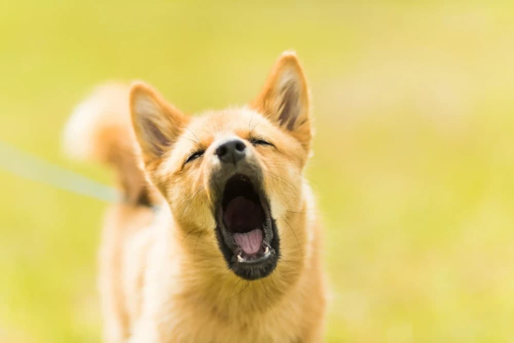 Pourquoi ton chien ne hurle pas comme les loups?