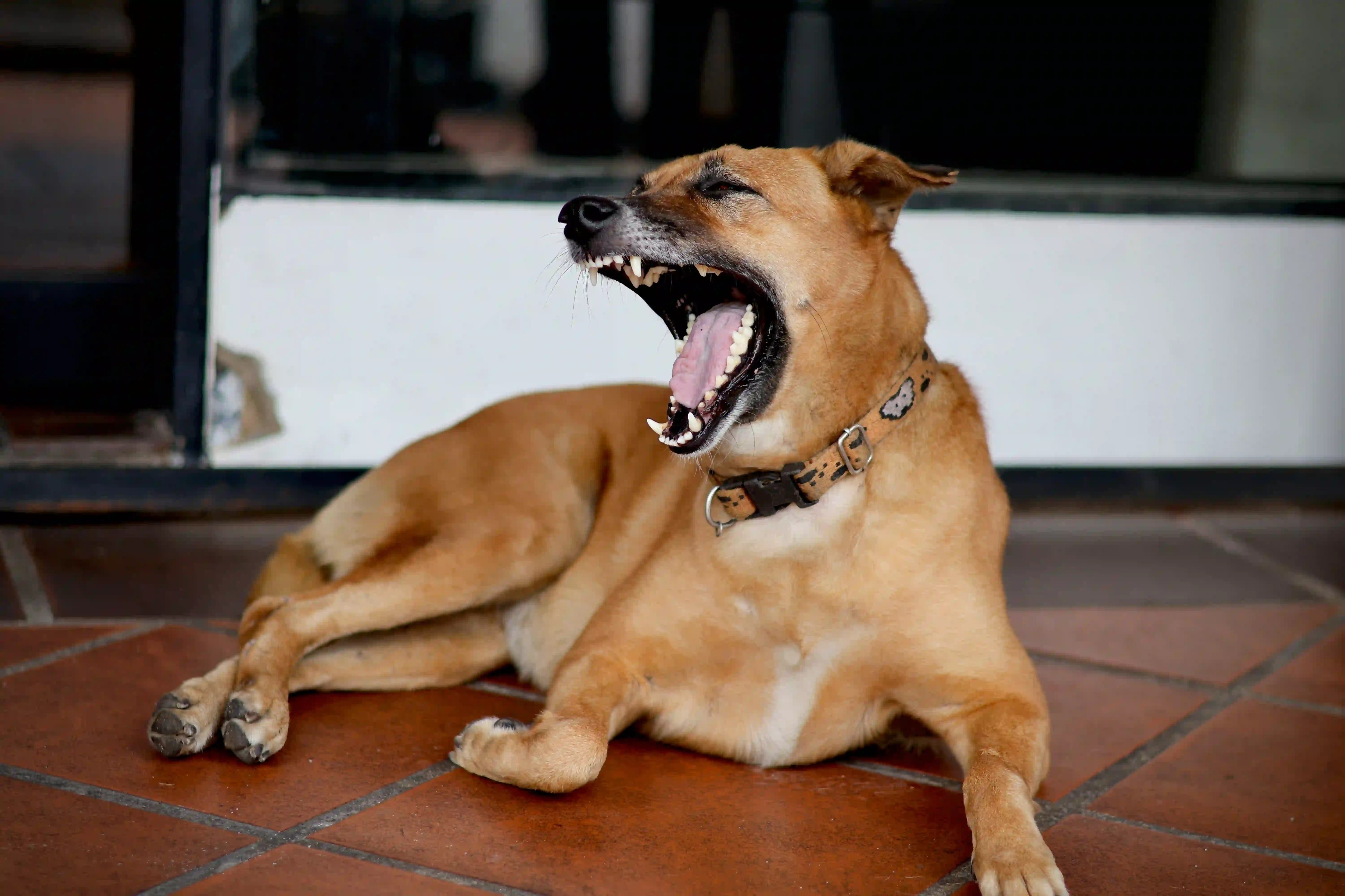 Ton chien aboie quand je pars