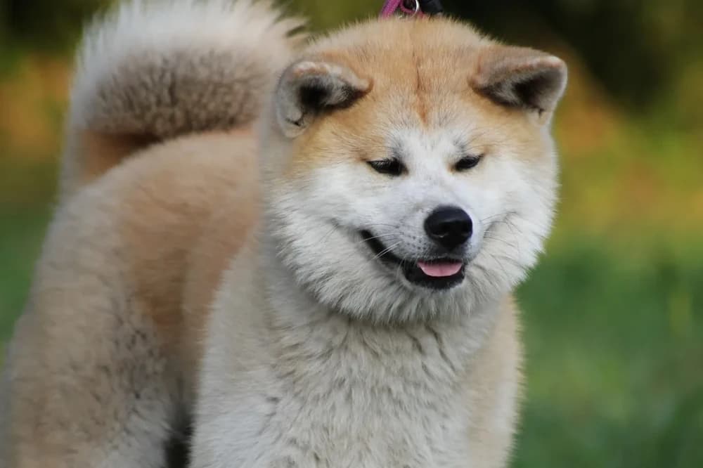 Être un Akita Inu