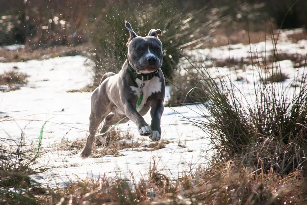 Être un Amstaff