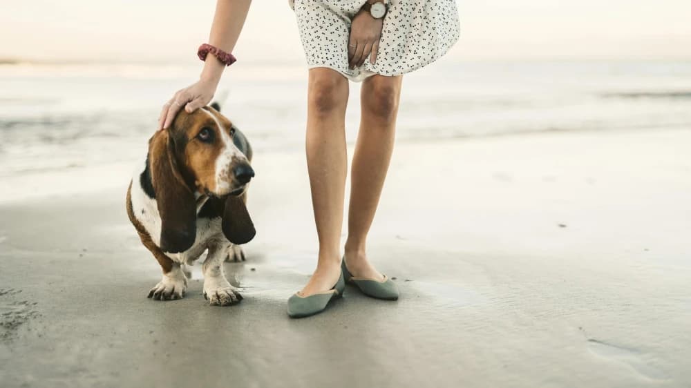Être un Basset Hound