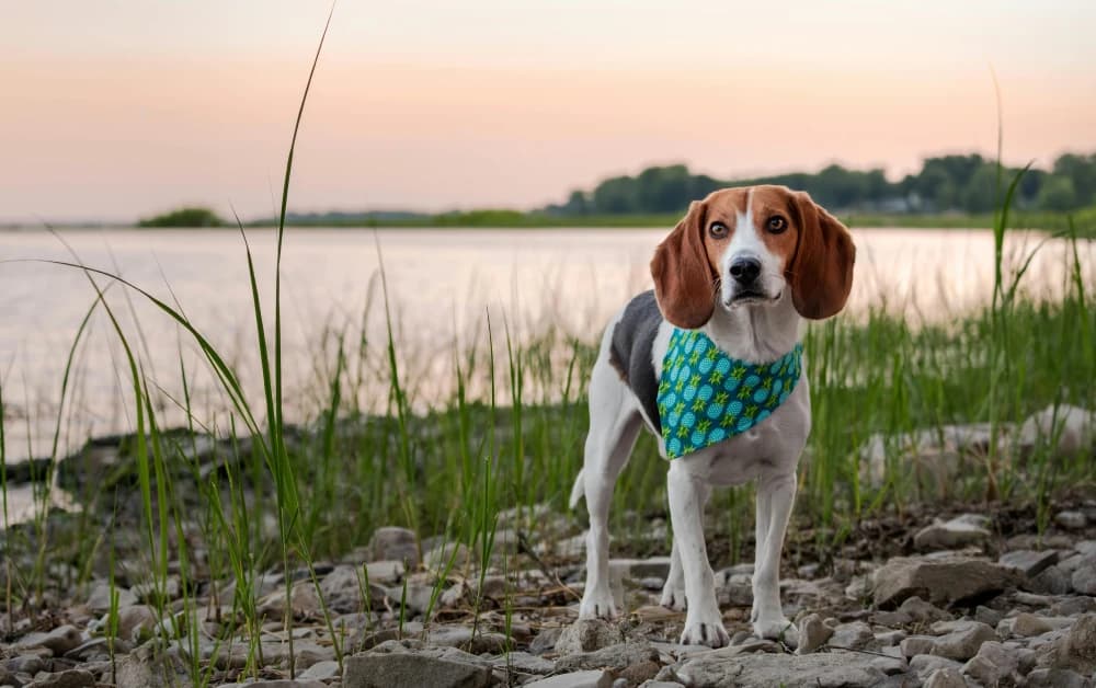 Être un Beagle