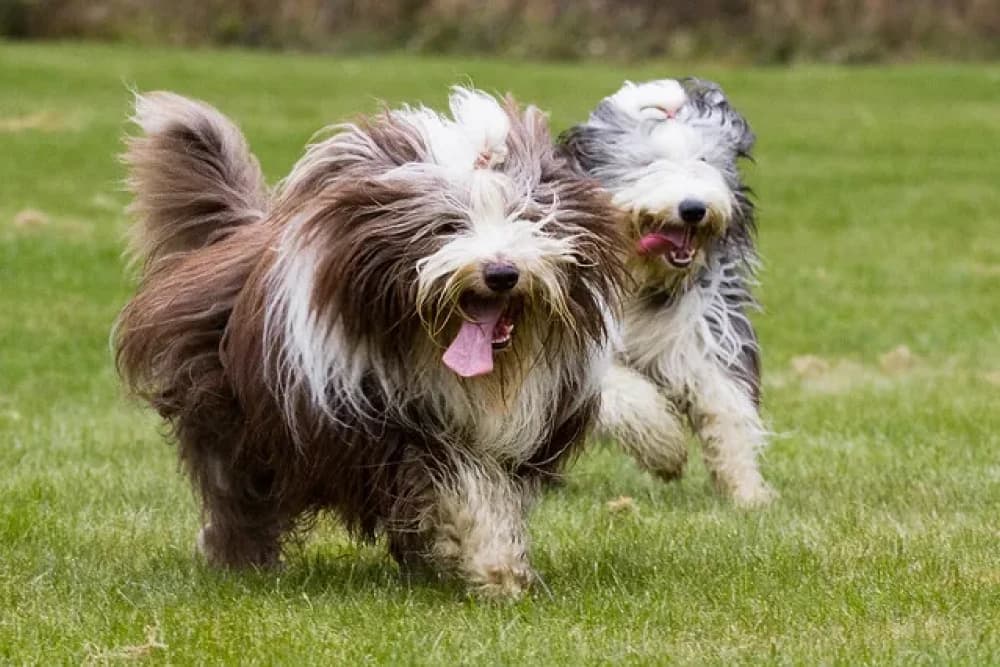 Être un Bearded Collie