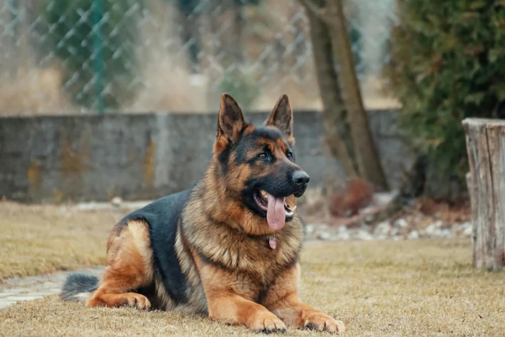Être un Berger Allemand