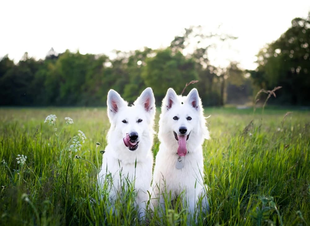 Être un Berger Blanc Suisse
