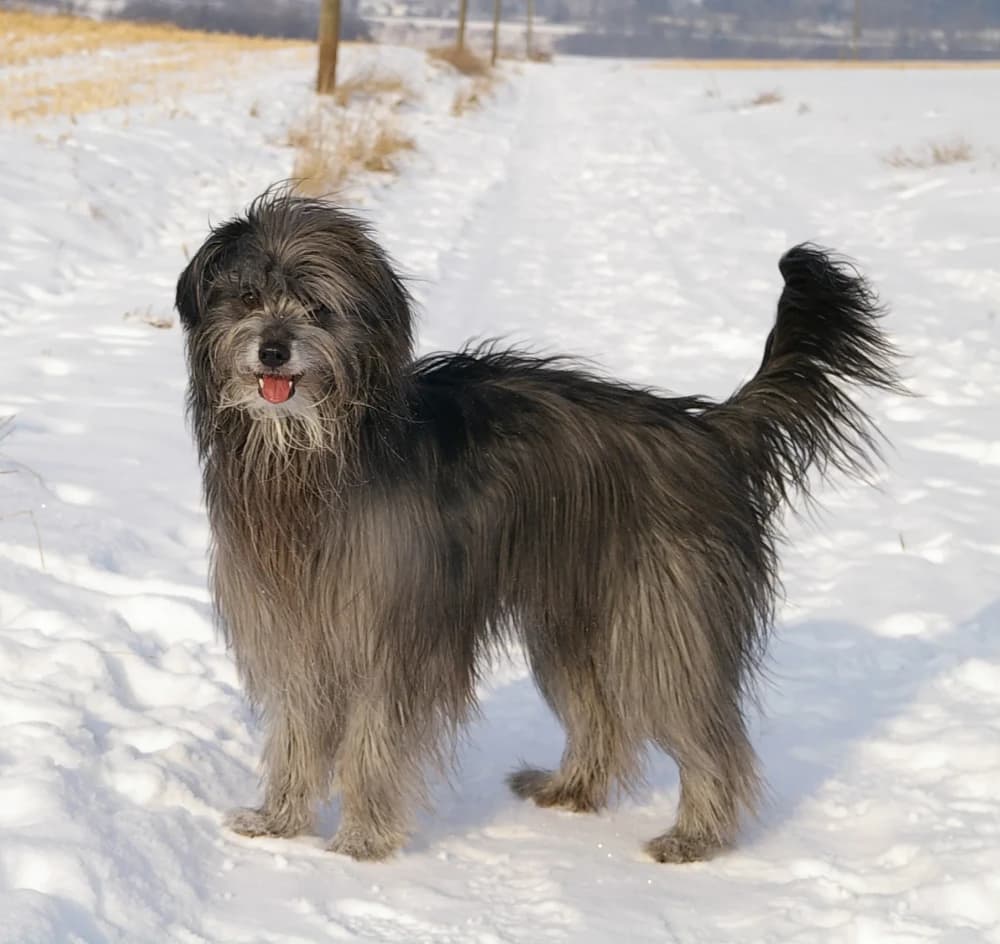 Être un Berger des Pyrénées