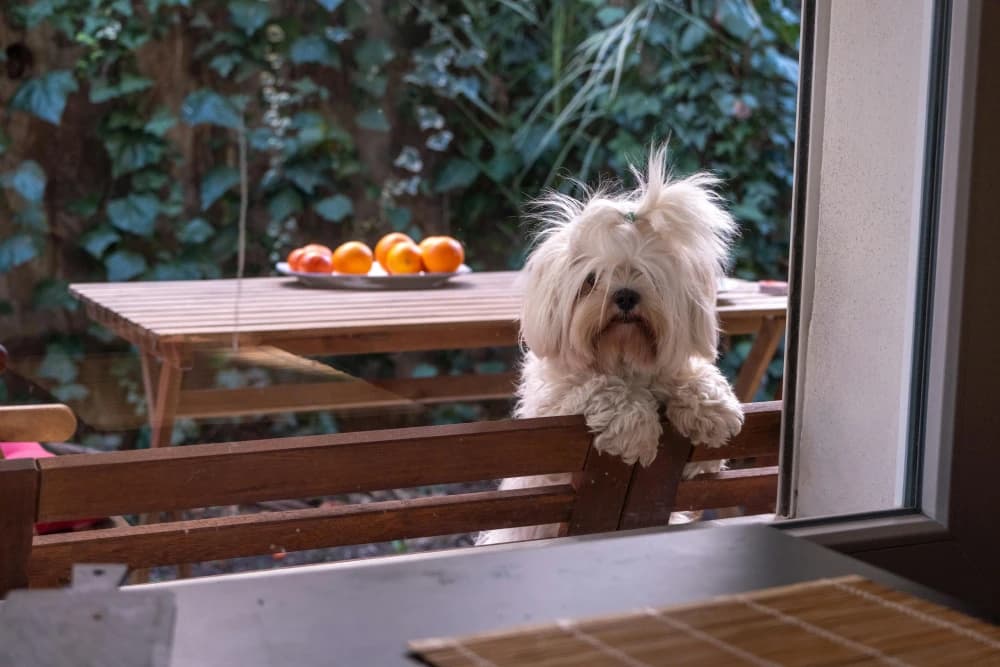 Être un Bichon Maltais