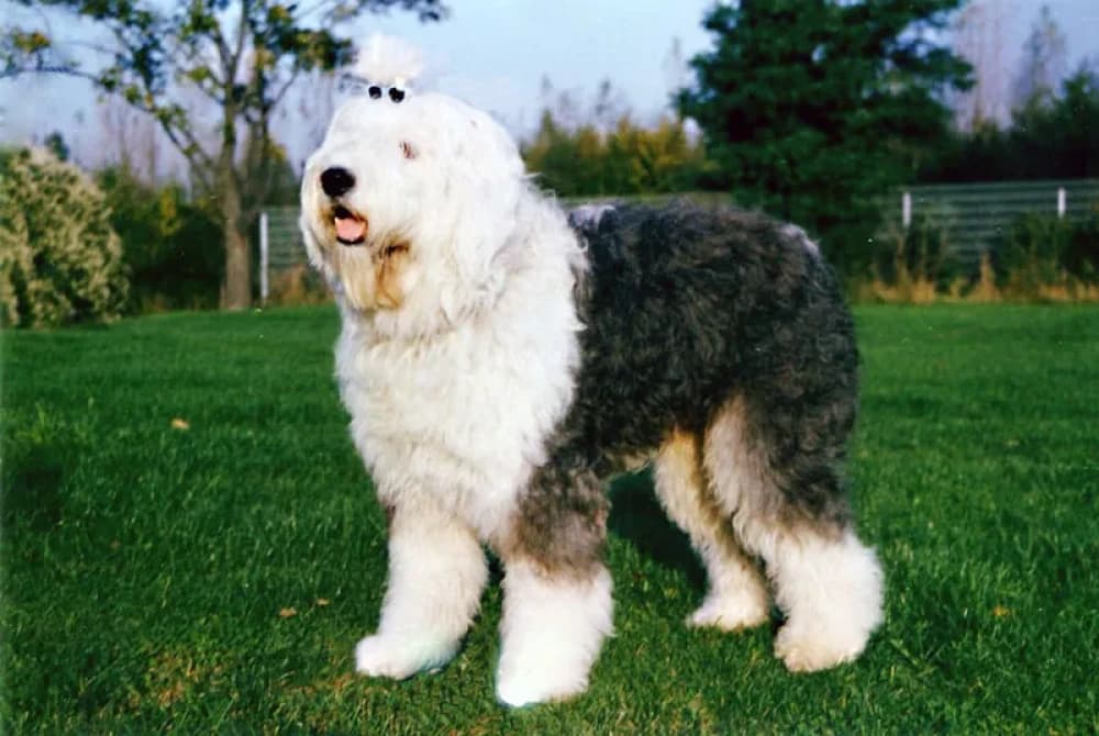 Être un Bobtail