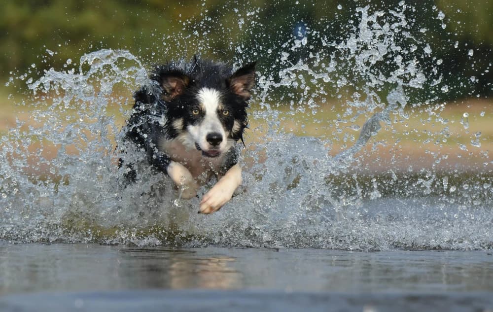 Être un Border Collie