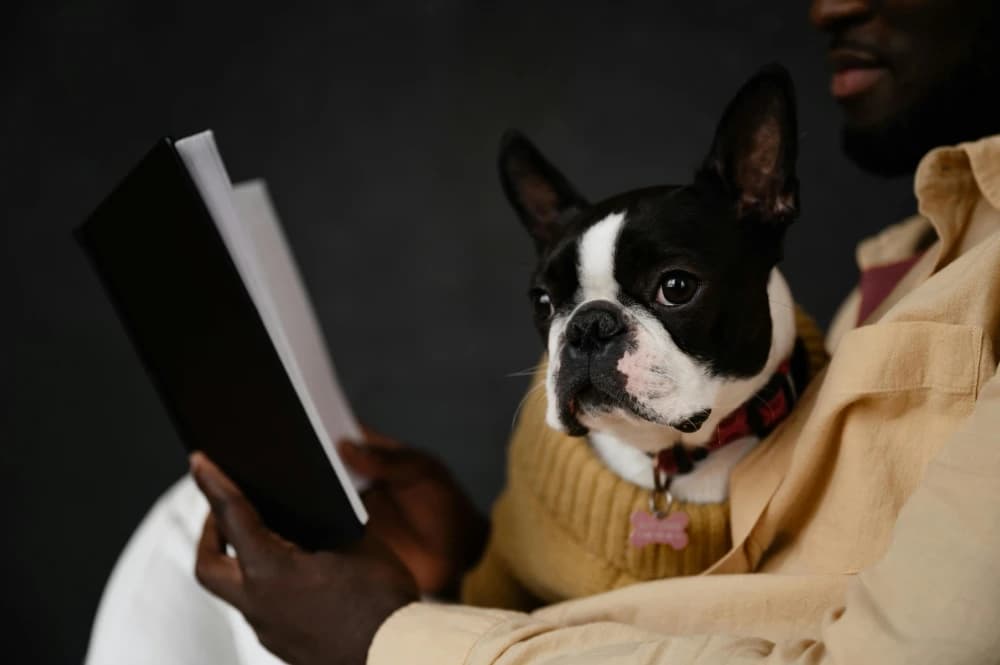 Être un Boston Terrier