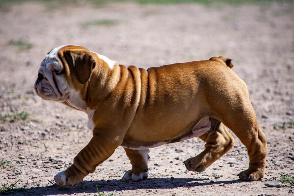 Être un Bouledogue Anglais