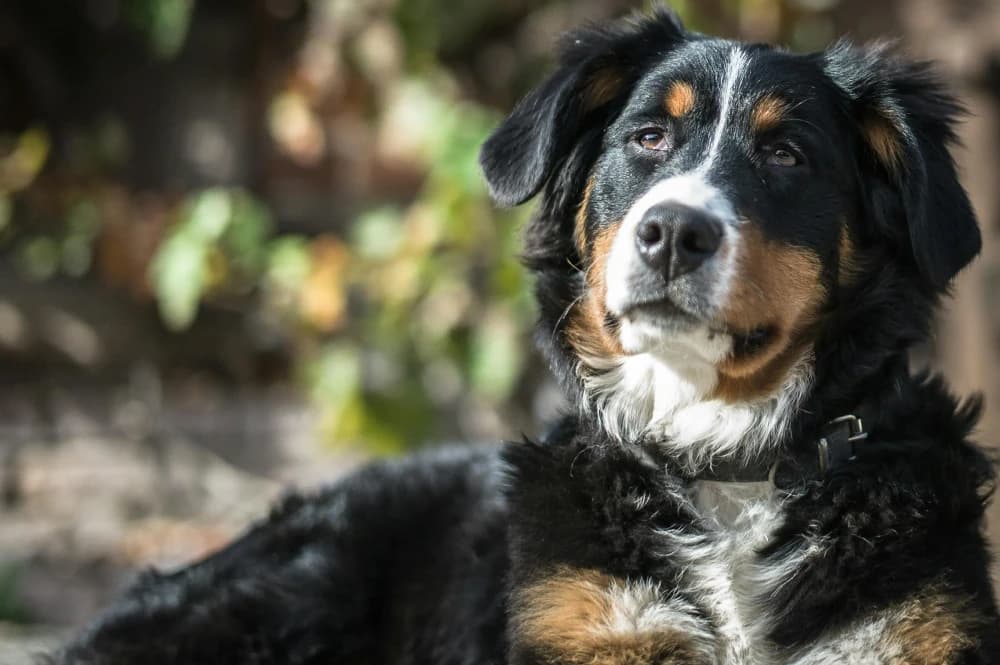 Être un Bouvier Bernois