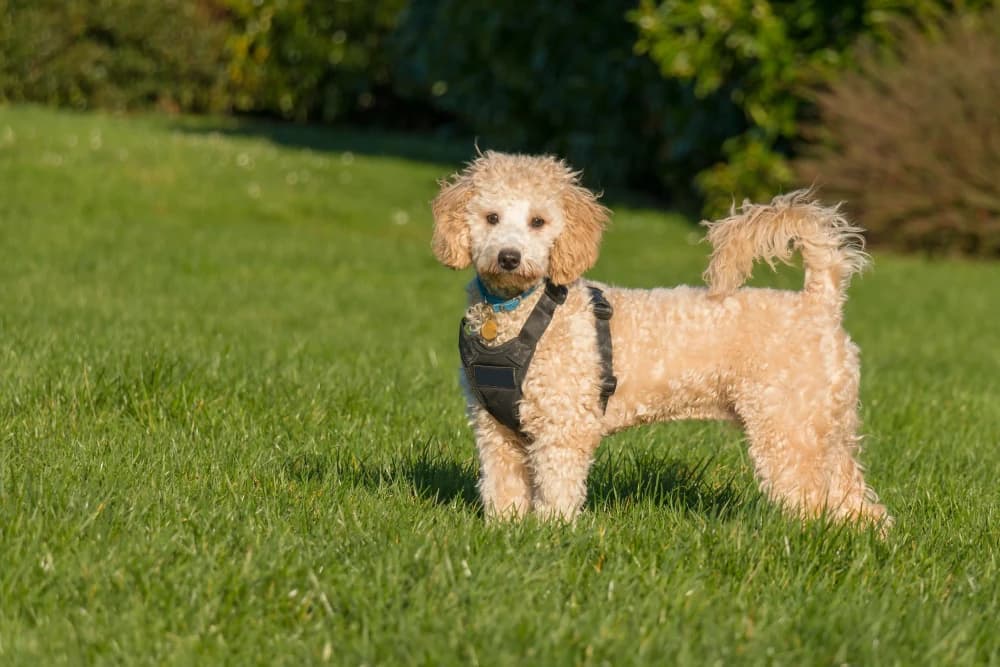 Être un Caniche Moyen