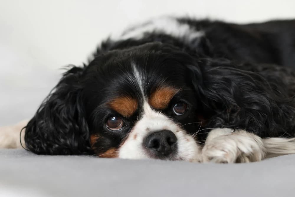 Être un Cavalier King Charles