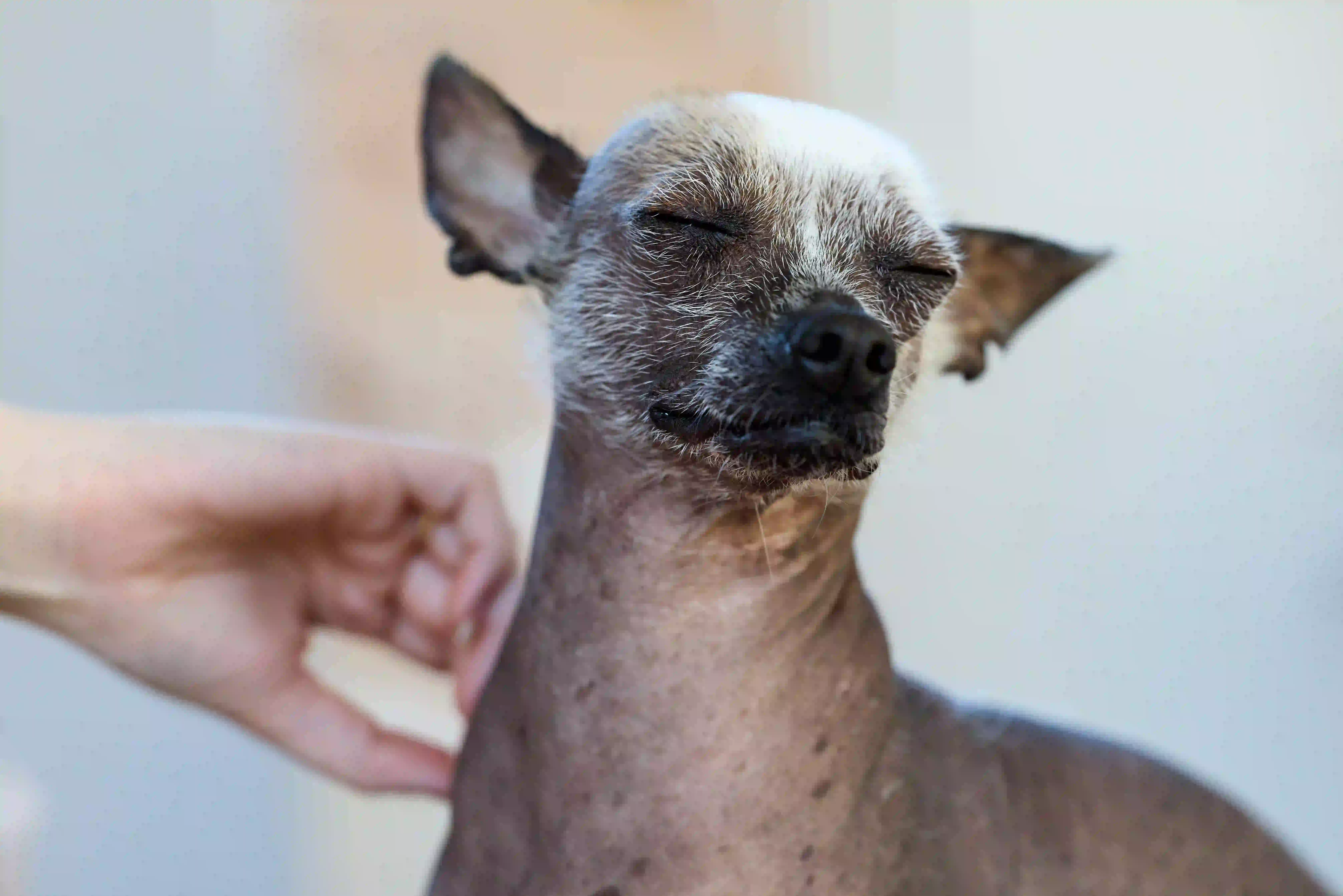 4 façons de caresser que ton chien adore
