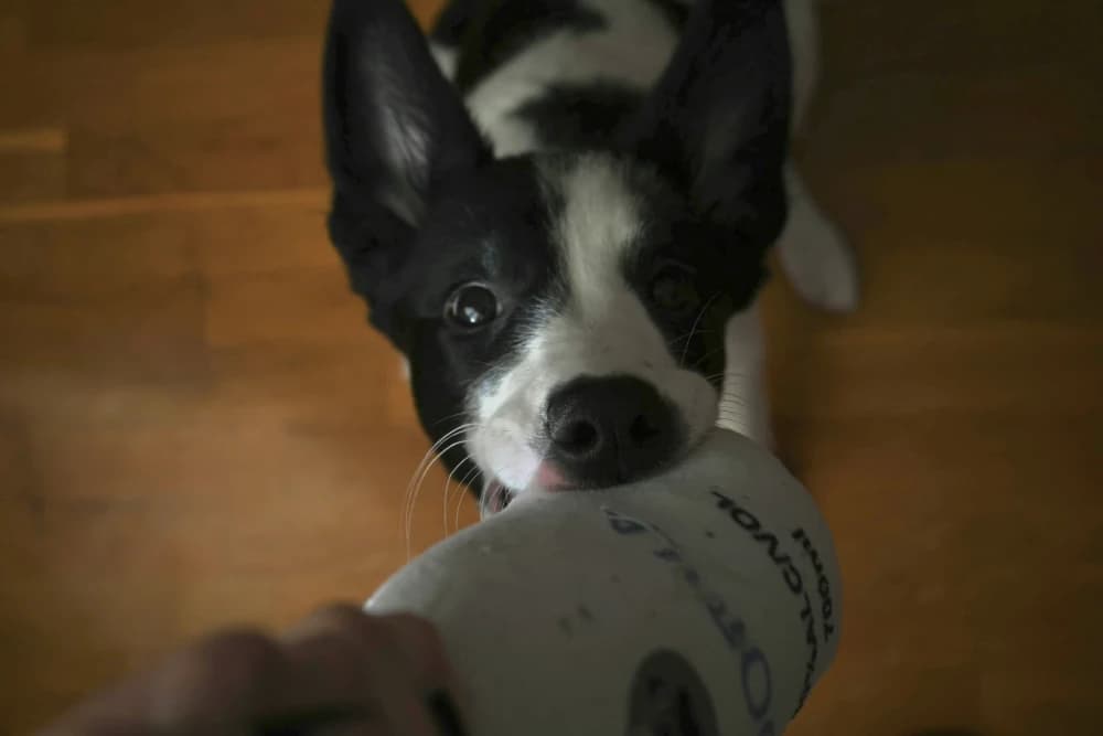 Ton chien me comprend-il?