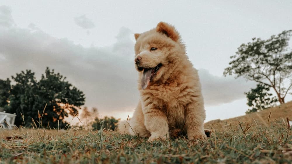 Être un Chow-chow