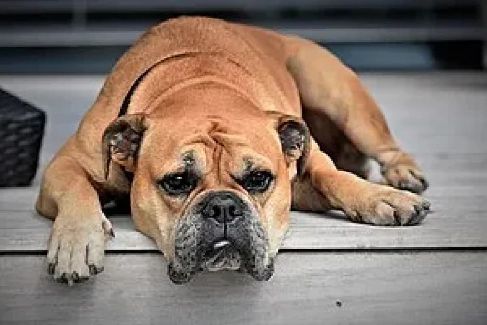 Être un Bouledogue Continental