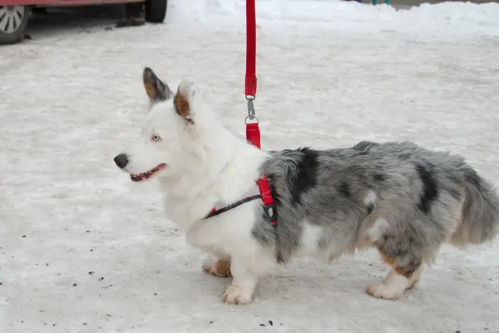 Être un Corgi Cardigan