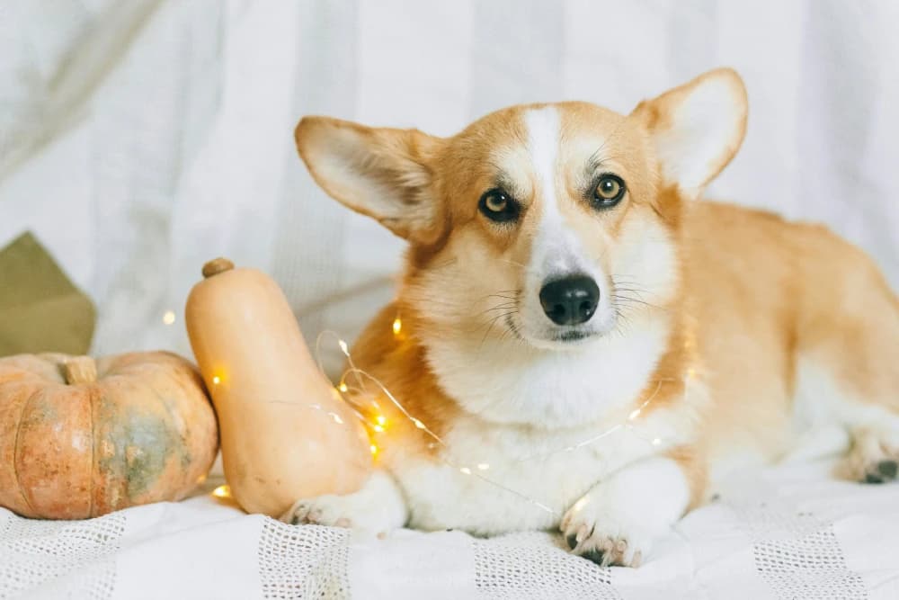 Être un Corgi Pembroke