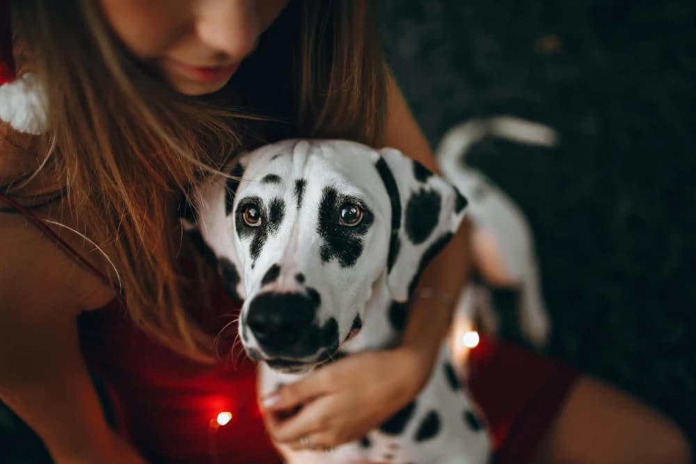 Être un Dalmatien