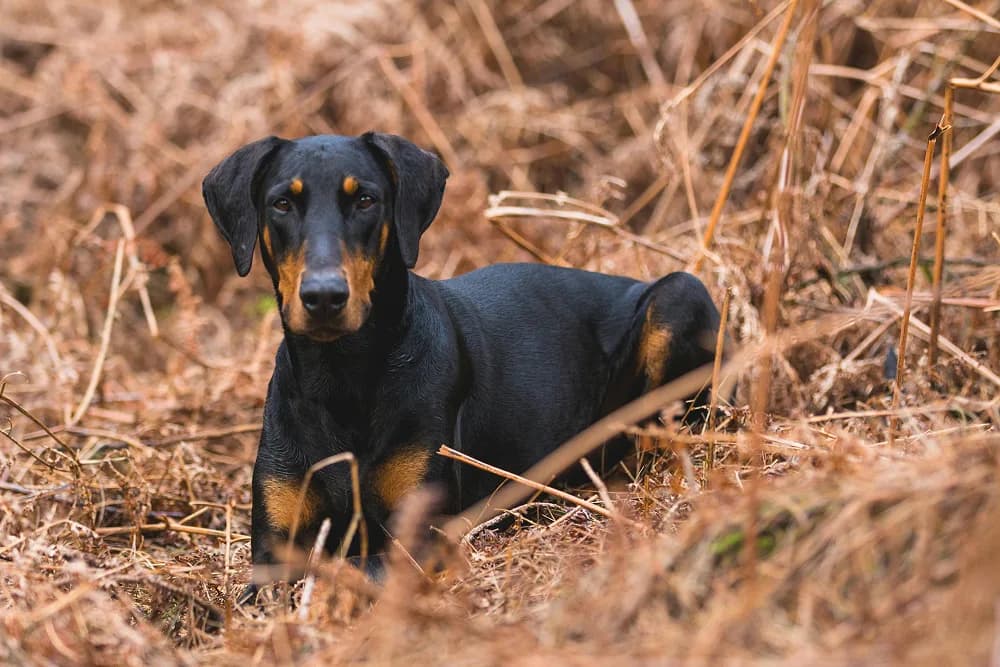 Être un Doberman