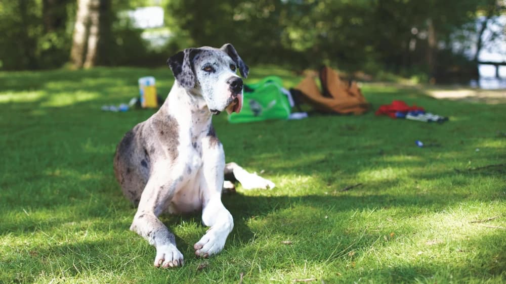 Être un Dogue Allemand