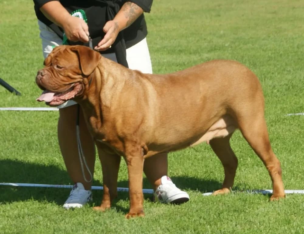 Être un Dogue de Bordeaux