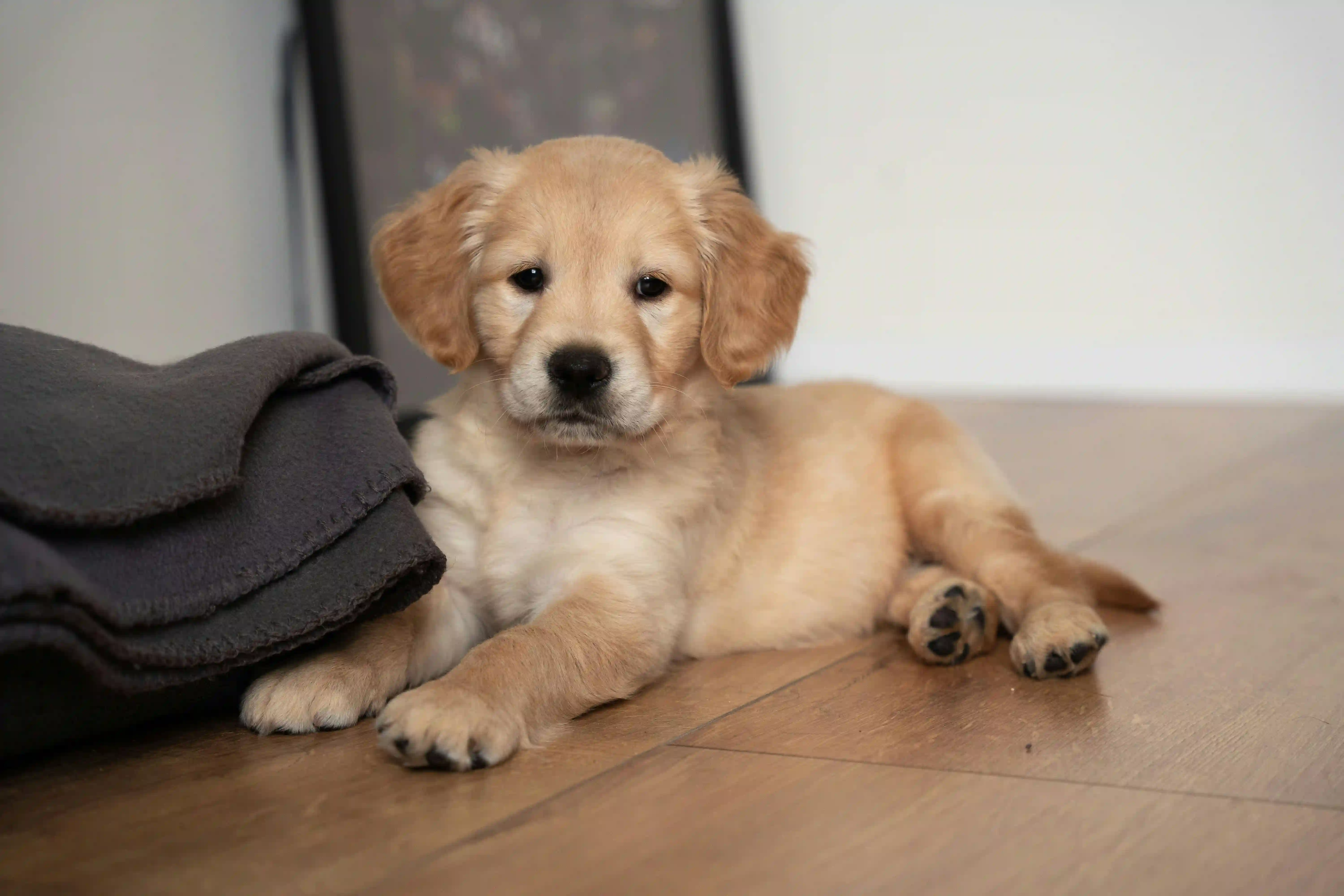 Combien de temps ton chien peut-il rester seul?