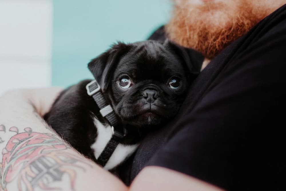 Adopter c’est s’engager : êtes-vous prêt ?