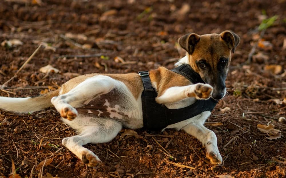 Être un Fox Terrier à poil dur