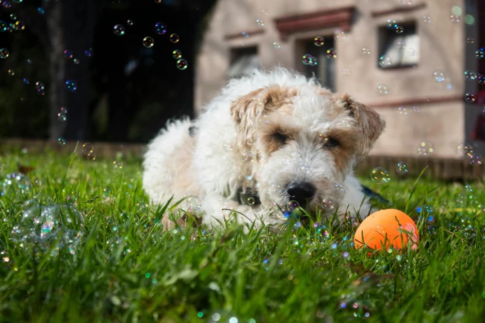 Être un Fox Terrier à poil lisse
