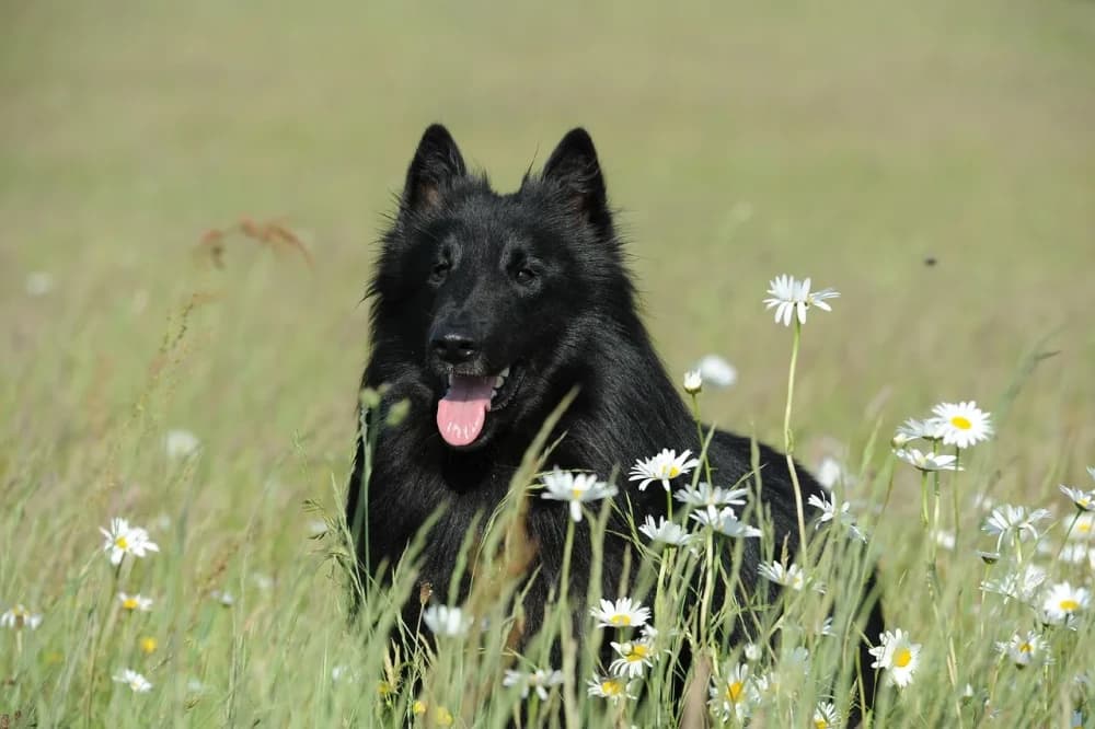 Être un Groenendael