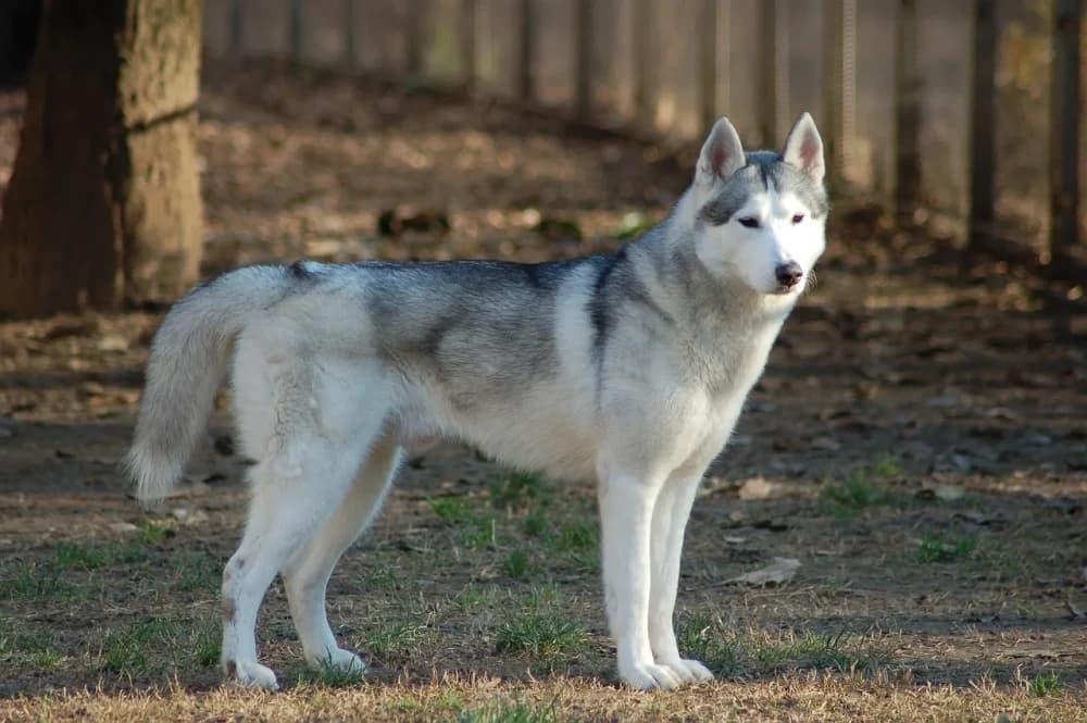 Être un Husky de Sibérie