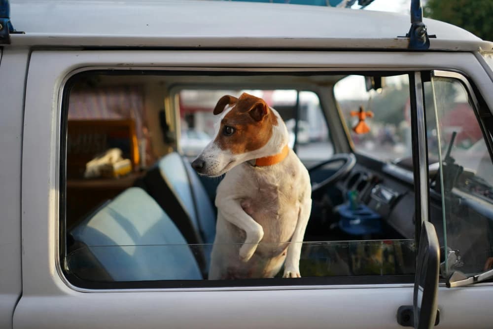 Être un Jack Russell