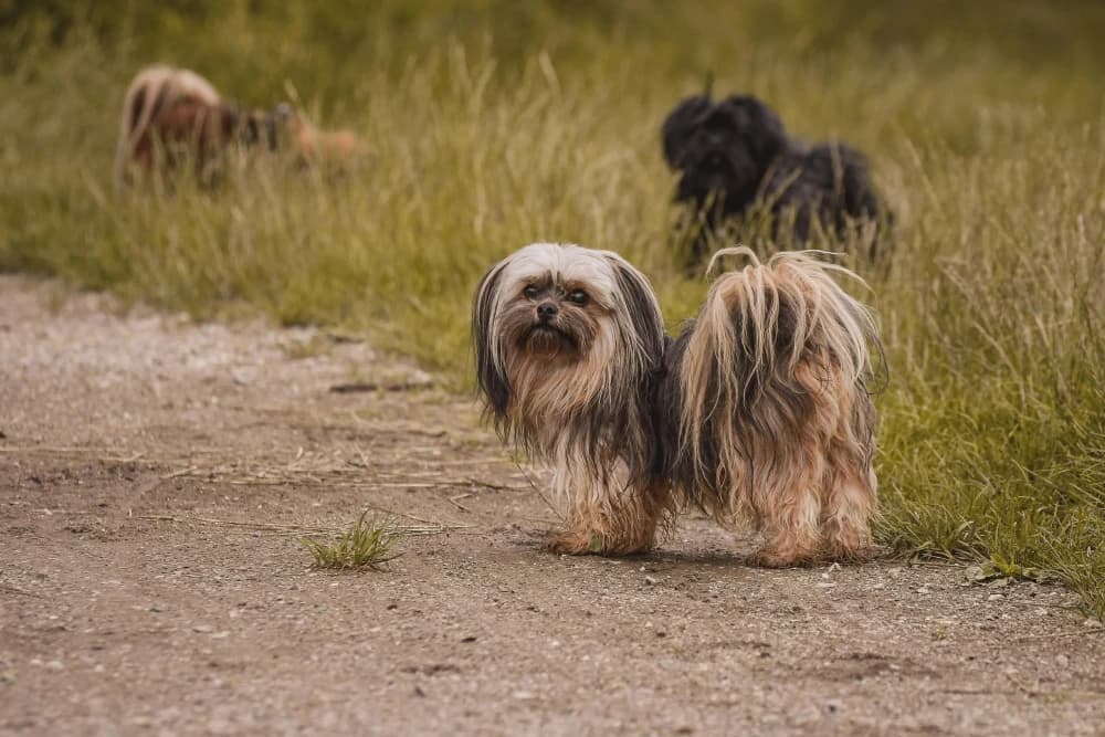 Être un Lhassa Apso