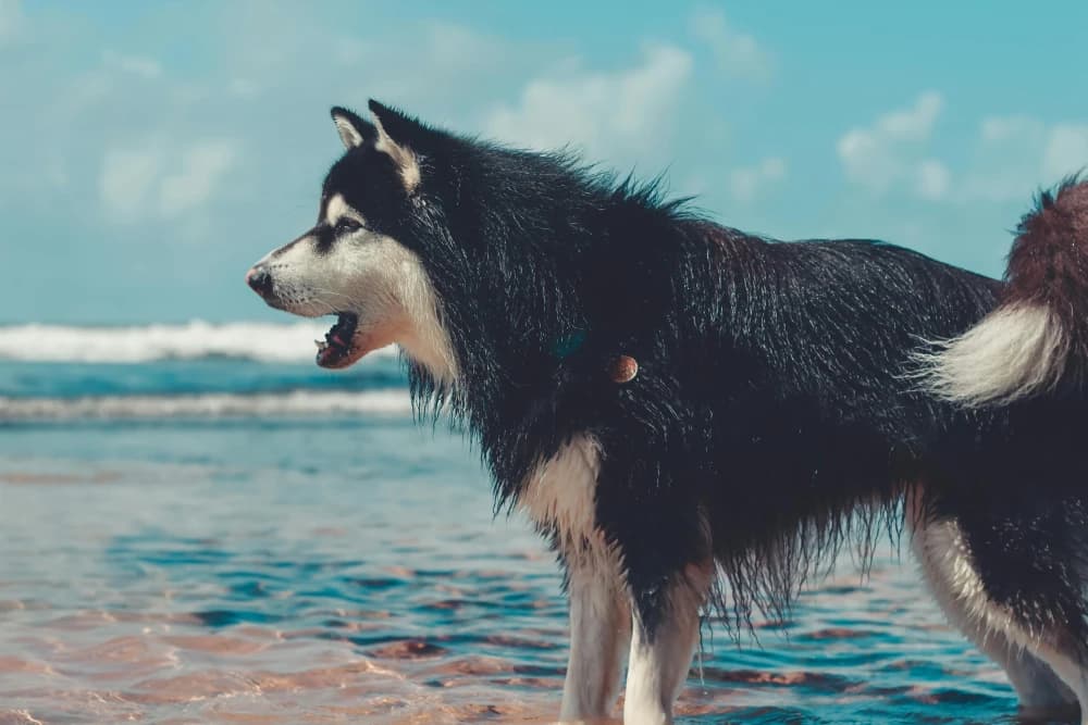 Être un Malamute