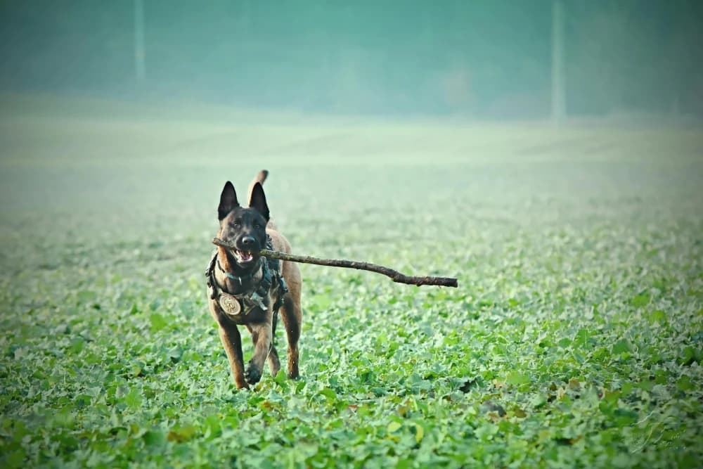 Être un Malinois