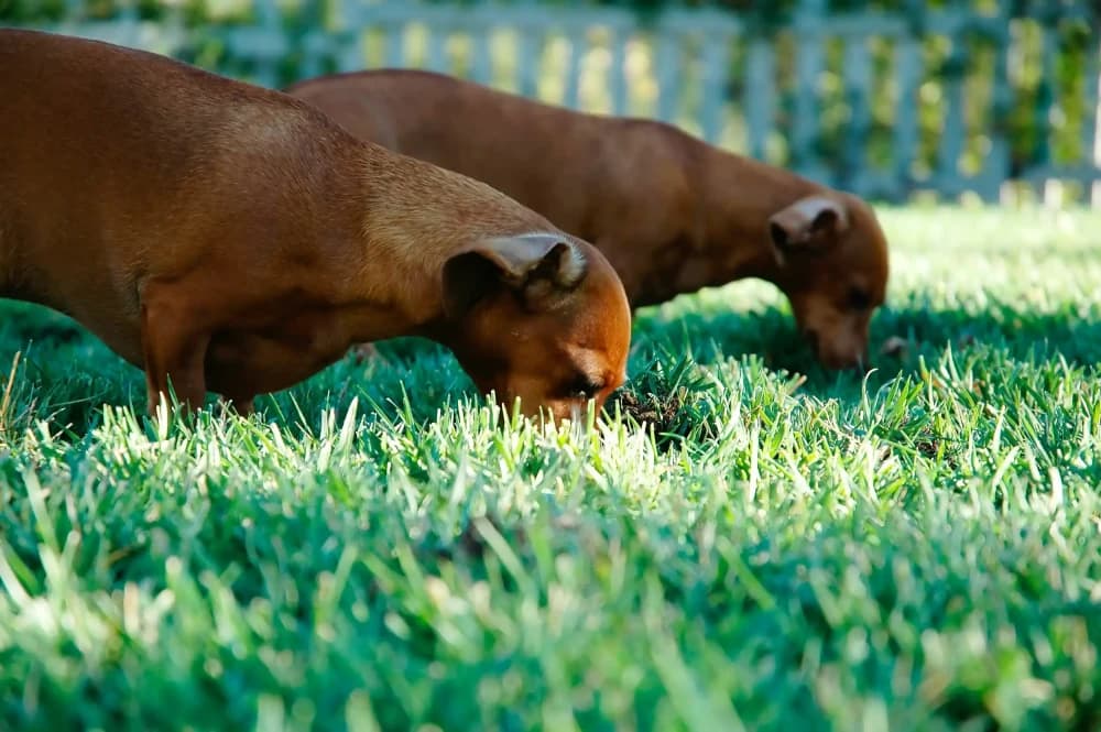Ton chien mange de l'herbe