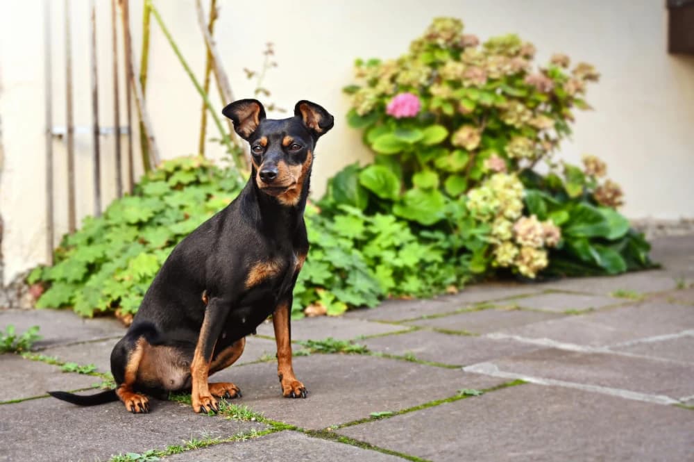 Être un Pinscher Nain