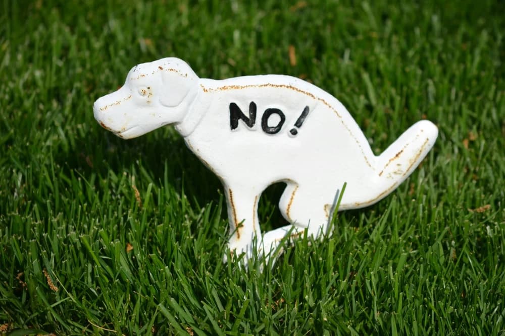 Ton chien fait ses besoins dedans