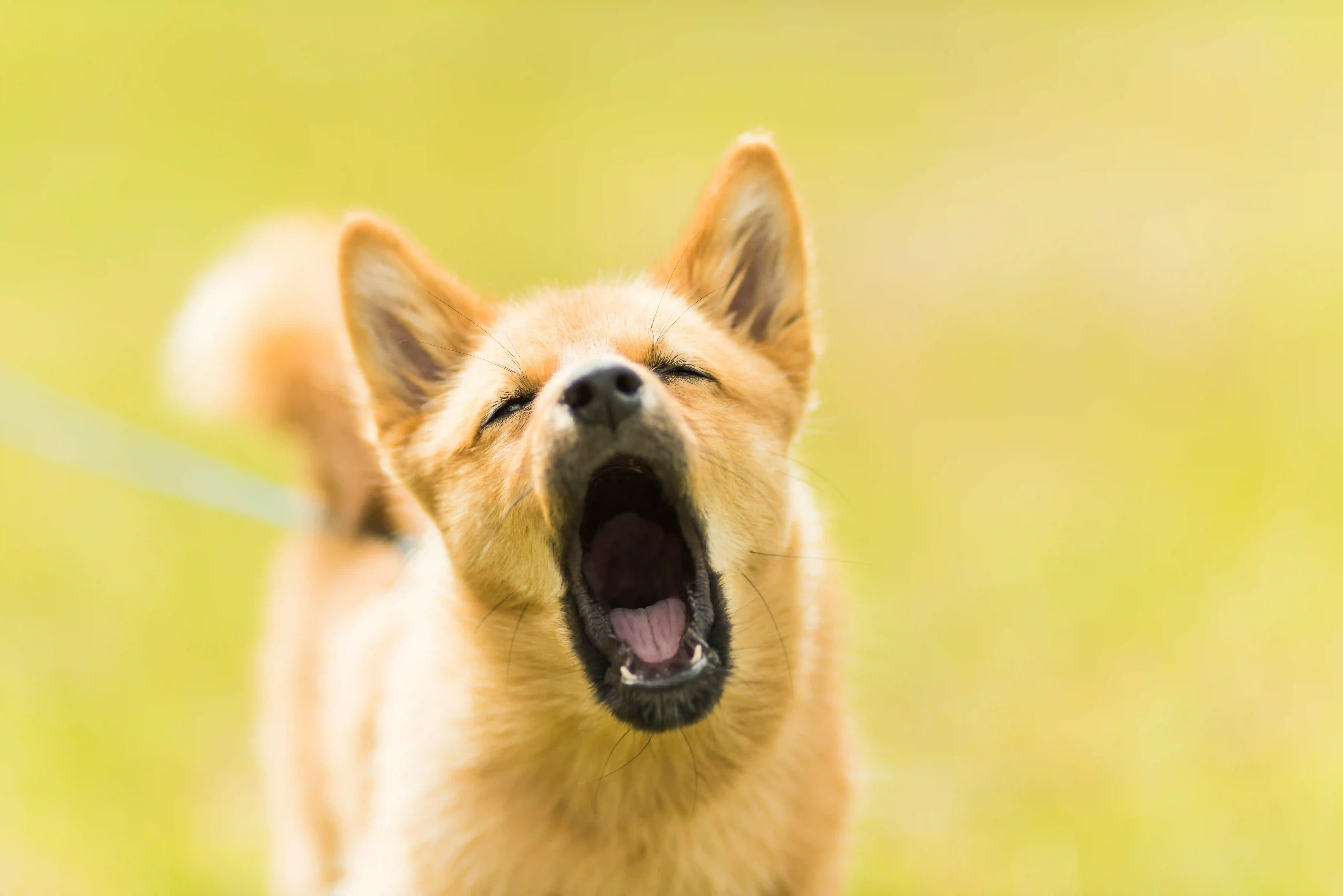 Pourquoi ton chien aboie autant?
