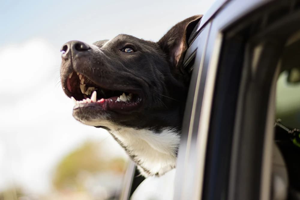 Préparer ton chien à sa nouvelle vie