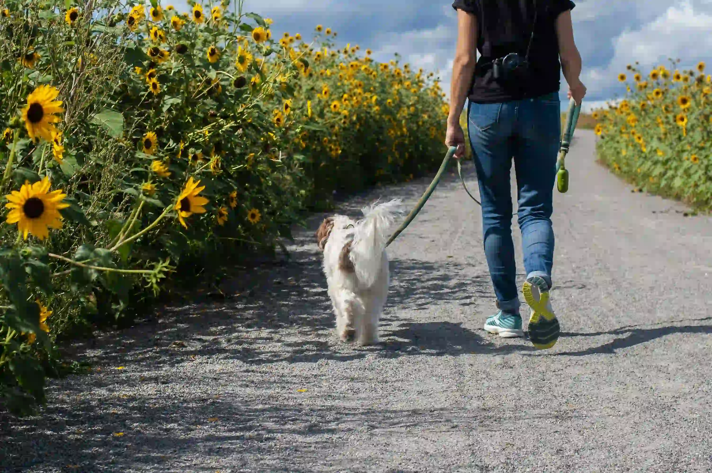 4 clés pour une promenade apaisée